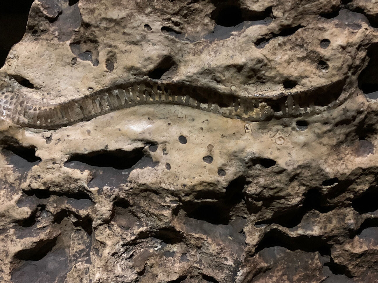 Niagara Cave fossil.jpg